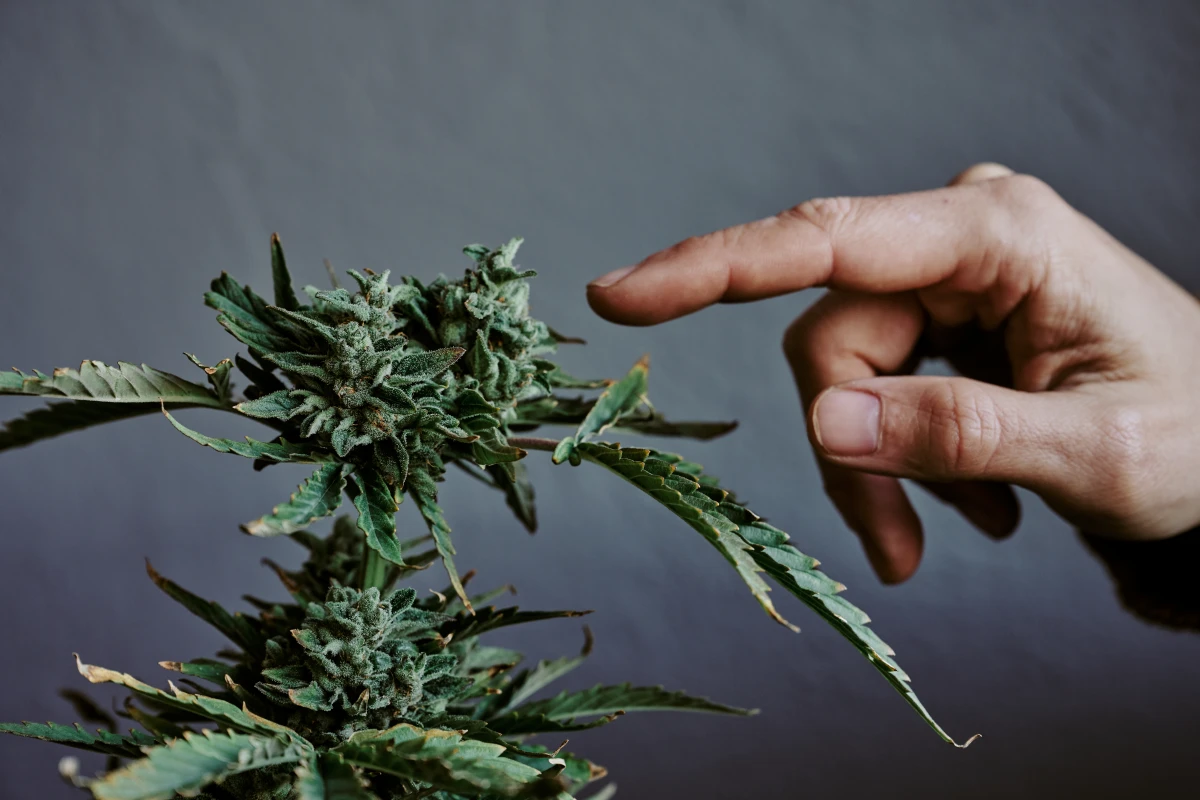 La réglementation des substances psychoactives : entre santé et liberté